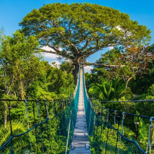 Reserva Tambopata + Collpa Chuncho 4D/3N